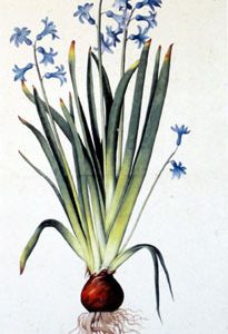 Hyacinthus Orientalis by Jacopo Ligozzi